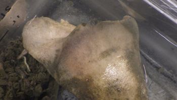 Media type: image;   Invertebrate Zoology 153118 Description: live specimen;